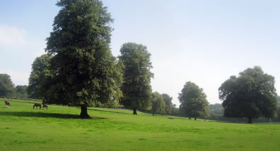 The Park